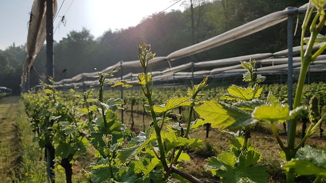 Cantina Terra Felice