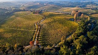 Broglia Winery