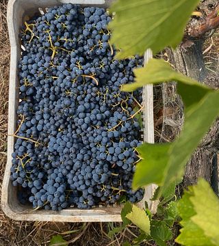Kokkinos Winery