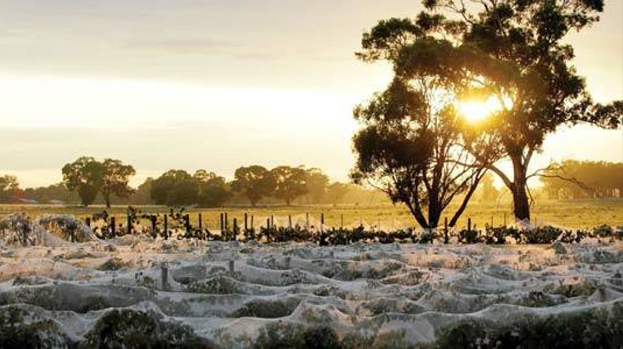 Burnt Acre Vineyard