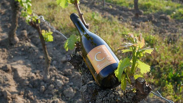 Loire Valley Vineyard Tour & Premium Wine Tasting