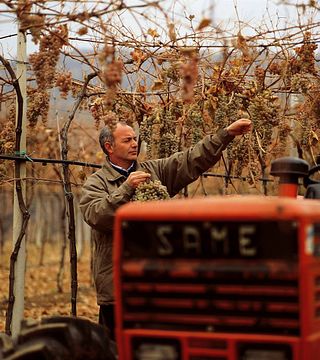 Dégustation de vins et visite à l'Azienda Agricola Coffele Alberto