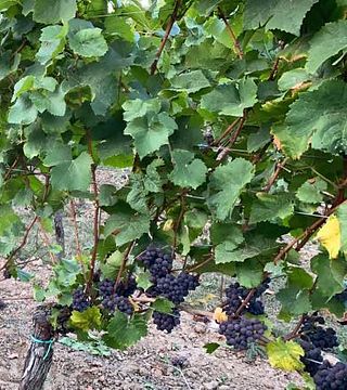  Weinbergwanderung mit Weinprobe