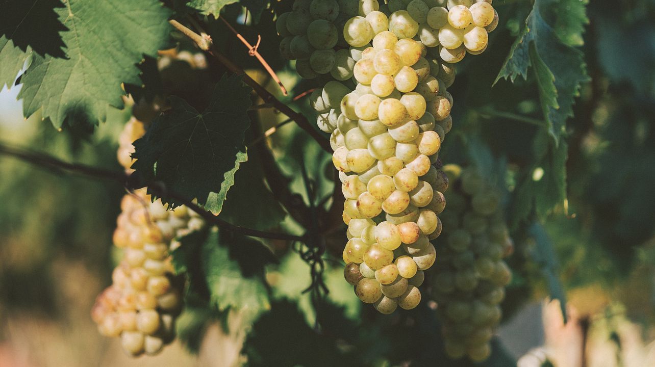 Pupillo Winery