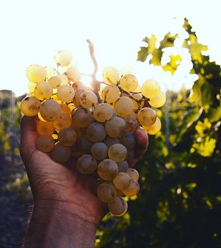 Dégustation et visite de vins populaires à I Pilastri