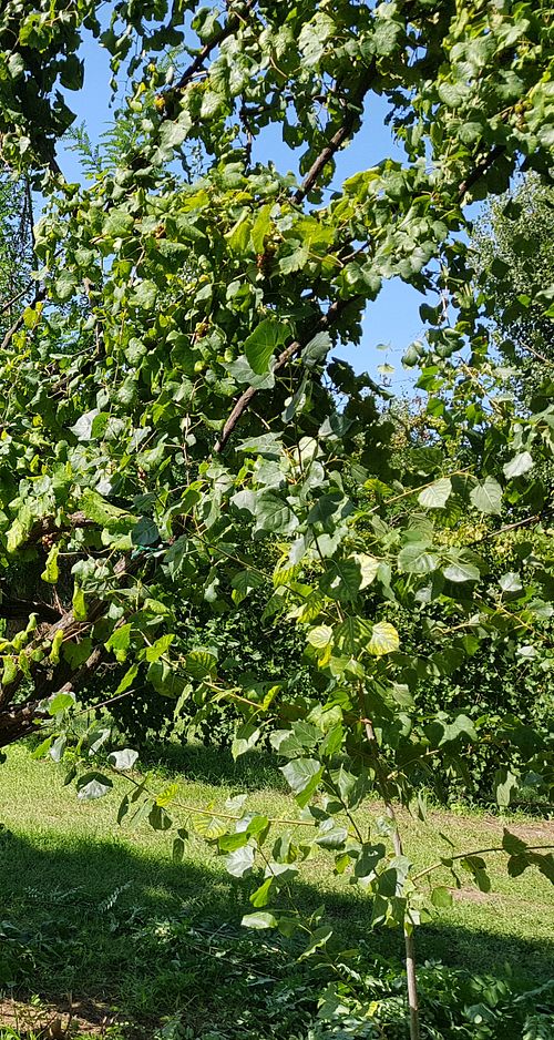 Cantine Bonaparte  - 20180908 111803