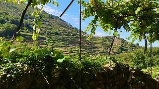 Monção & Melgaço - Territoire viticole d'Alvarinho | Vinhos Verdes (VISITE D'APPARIEMENT)