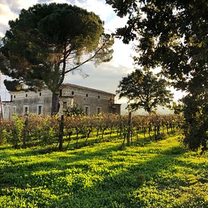 Cata y visita de vinos y aceites Evo en Tenute Pacelli