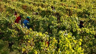 Degustazione di vini base e tour presso Tenuta Gatti