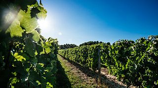 Weinprobe und Tour bei Calmel & Joseph