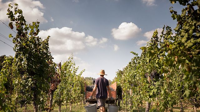 Cata de vinos y visita guiada a Il Roncal