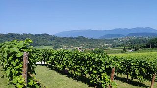Stroll Veneto Vineyards & Taste Prosecco