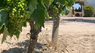 Cava Oriol Rossell: A Family-Owned Winery in Catalonia