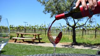 Weinprobe und Tour bei Darcie Kent Vineyards