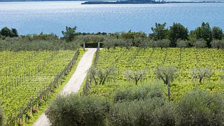 Dégustation de vins et visite à l'Azienda Agricola Monte Cicogna