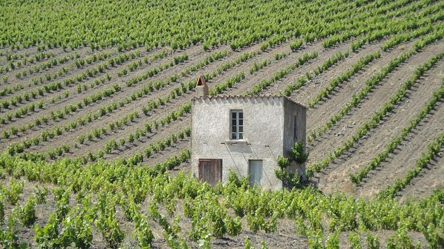 Wine Tasting and Tour at Domaine Chaluleau Pons