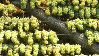 Piedmont Wine Tour & Tasting at Beppe Marino