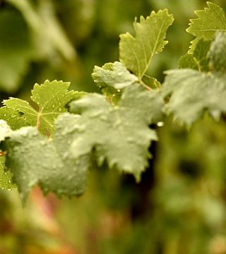 The Classics at Tenuta Di Castellaro