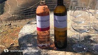 Prova de Vinhos e Tour na Quinta dos Avidagos