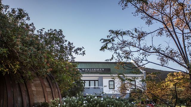 Weinverkostung für Weinpuristen bei Whalehaven Wines