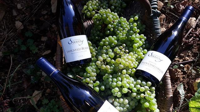 Degustação de vinhos e tour no Domaine Serrigny Francine & Marie-Laure