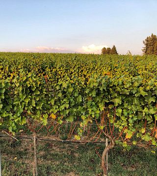Esplora Cantine Capitani con un tour del vino premium e una degustazione di vini