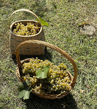 Nikoladze Winery