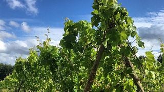 Oatley Vineyard