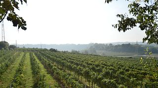 Le Muraglie: l’essenza del Garda. Authentic wine tour & tasting