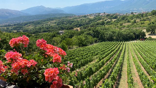 Degustação de 3 vinhos com 6 harmonizações gastronômicas na Cantina Castelsimoni