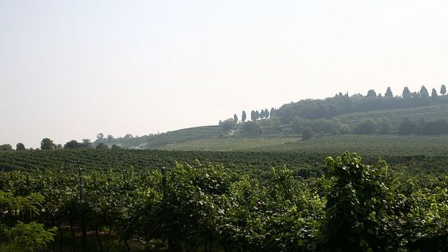 Dégustation de vins et visite du domaine viticole Gorgo