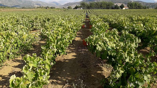 Degustazione di vini e visita alla cantina Koroniotis