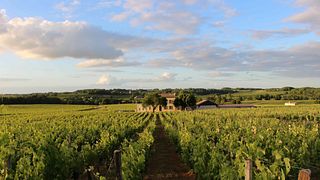 Château Grangey: A Hidden Gem in Saint-Émilion