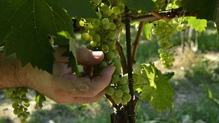 Degustazione di vini e tour presso Tenuta San Mauro
