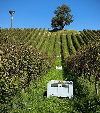 L'Antica Quercia Winery