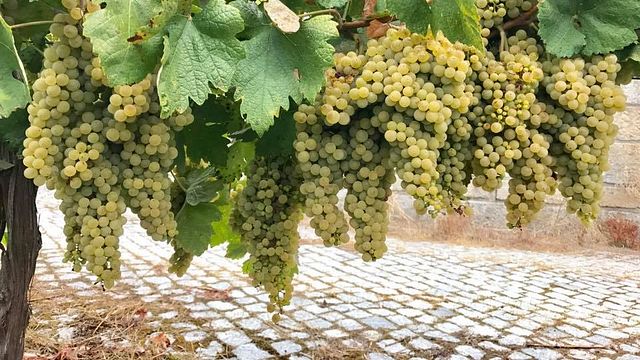 Degustazione di vini e tour a Vinhos Norte