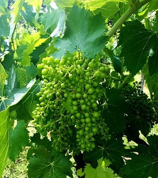 Führung und Weinprobe in der Cantina Brugnoni