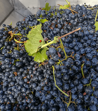 Kreieren Sie Ihre eigene Cuvée: Weinworkshop auf dem Land