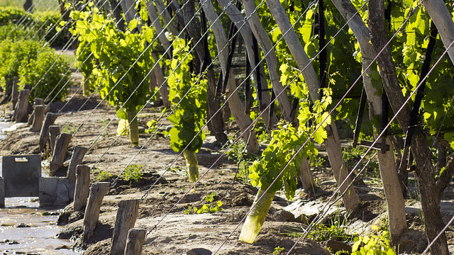 Durigutti Family Winemakers
