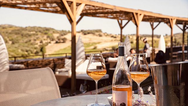 Wine Safari al Domaine Riberach