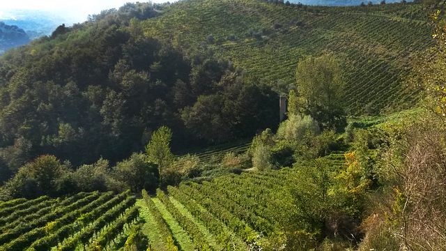 Cantine Dell'angelo