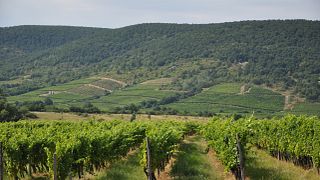 Cata de vinos y visita a los viñedos y bodegas de Béres
