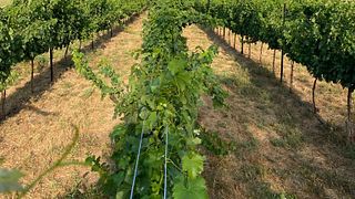 70 Winery: A Family Legacy of Winemaking