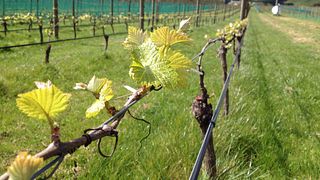 Wairarapa Vineyard & Kitchen Table Wine Journey