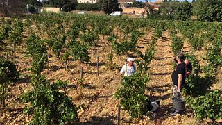 Degustação de vinhos e tour no Domaine l'Or de Line