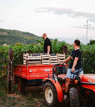 Winery Vukicevic