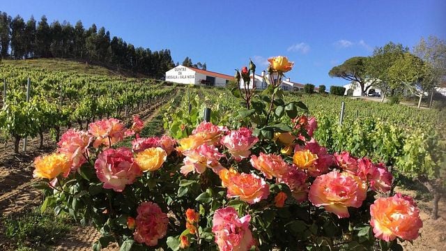 Cata de vinos y visita guiada en Quinta Da Vassala