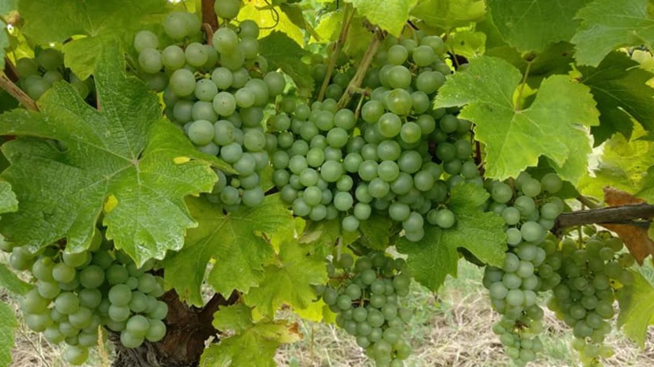 Cata de vinos y visita guiada en Domaine De Combet