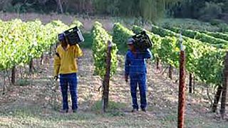 Peter Bayly Wines