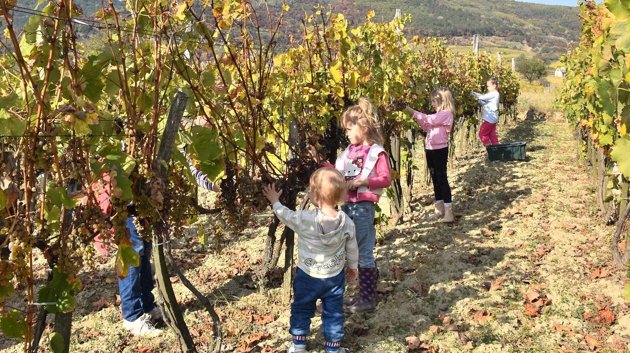 AM-Tokaj Winery